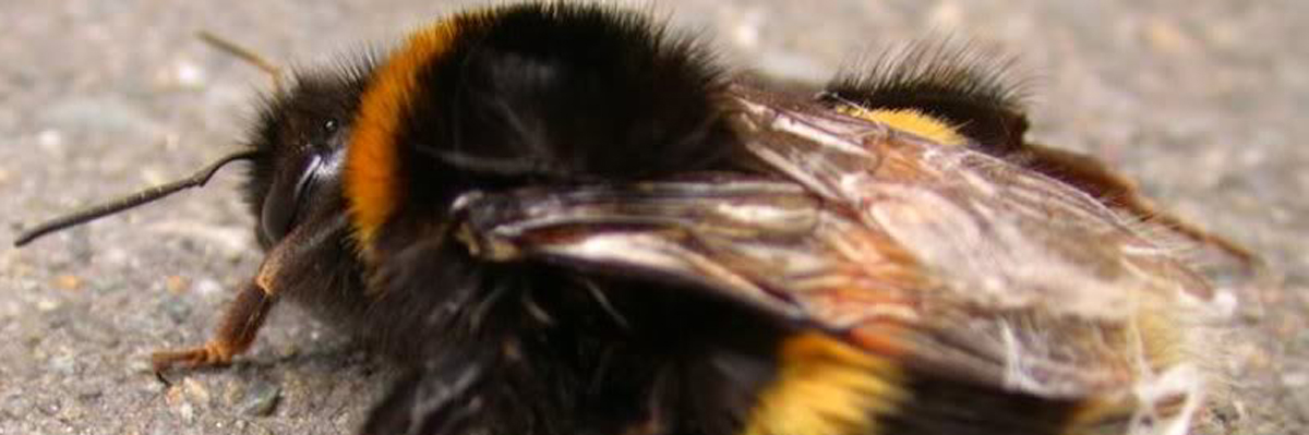 Moord kapsalon hommel